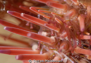 Close up of what's happening in the sea urchin world. Lot... by Suzan Meldonian 